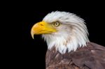 Head Of Bald Eagle On Black Stock Photo