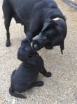 Labrador Cleaning Her New Pup Stock Photo