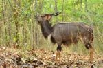 Male Nyala Stock Photo