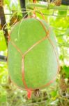 Fresh Of Green Winter Melon On The Tree Stock Photo