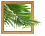 Fresh Coconut Leaf Within Wooden Frame Stock Photo