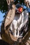 King Vulture (sarcoramphus Papa) Stock Photo