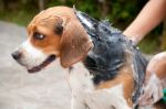 Cleaning Dog Stock Photo