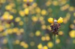 
Xyridaceae Beautiful Field Full Of Yellow Stock Photo