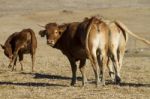 Brown Cows Stock Photo