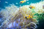 Cartoon Fish Near Sea Anemone Stock Photo