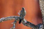 Clark's Nutcracker Resting On Dead Tree Stock Photo