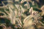 Reeds Grass Background Stock Photo