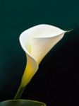 Calla Lily Stock Photo