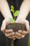 Hands Holding Seedleng Stock Photo