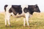 Side View Of The Calf Stock Photo