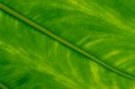 Philodendron Campii Leaf Underside Stock Photo