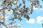 The Blooming Of Apple Trees Stock Photo