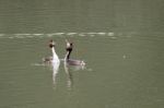 Great Crested Grebes  (podiceps Cristatus) Stock Photo