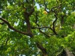 Old Oak Tree In Sussex On A Sunny Day Stock Photo