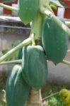 Papaya Stock Photo