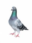 Full Body Of Homing Pigeon Bird Isolated White Background Stock Photo