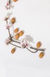 Almond Tree Branch And Almonds Stock Photo