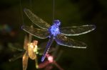 Glass Dragonfly Ornament Stock Photo