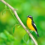 Yellow-rumped Flycatcher Stock Photo