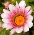 Gazania Stock Photo