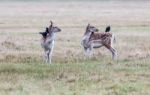 The Deer Of Richmond Park Stock Photo