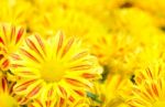 Colorful Chrysanthemum Flower Stock Photo