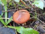 Collection And Preparation Of Autumn Edible Mushrooms Stock Photo