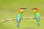 Chestnut-headed Bee-eater Stock Photo