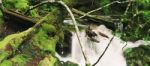 Knyvet Falls In Cradle Mountain Stock Photo