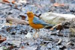 Male Orange Headed Thrush Stock Photo