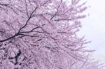 Cherry Blossom With Soft Focus, Sakura Season In Korea,background Stock Photo