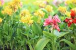 Colorful Lily Canna Flowers In Plants Nursery Stock Photo