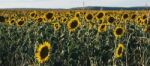 Sunflowers In A Field In The Afternoon Stock Photo