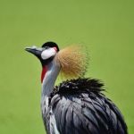 Grey Crowned Crane Stock Photo