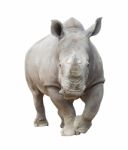 White Rhinoceros Isolated Stock Photo