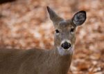 Beautiful Portrait Of The Cute Deer In The Forest Stock Photo