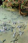 Soro Brook Carp Fish Stock Photo