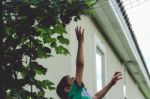 Boy Trying To Reach Hanging Grapes Stock Photo