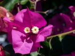 Bougainvillea In Marbella Stock Photo