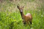 Deer Stock Photo