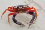 Macro Shot Of Halloween Crab In The Sand Stock Photo