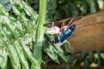 Butterflies On Exotic Tropical Flower, Ecuador Stock Photo