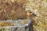 Chaffinch On Mossy Rock Stock Photo