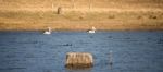 Pelicans Swimming In The Water Stock Photo