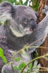 Koala By Itself In A Tree Stock Photo