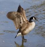 The Goose Close-up Stock Photo