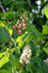 Chestnut Blossom Stock Photo