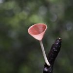 Champagne Mushroom Stock Photo