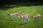 Fallow Deer (dama Dama) Stock Photo